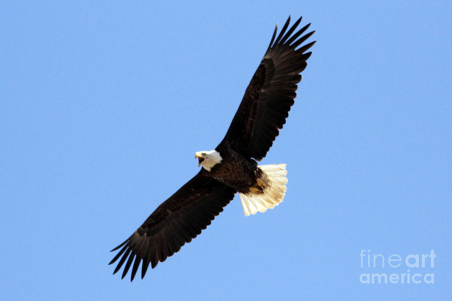 Screaming Eagle Photograph by Bob Hislop