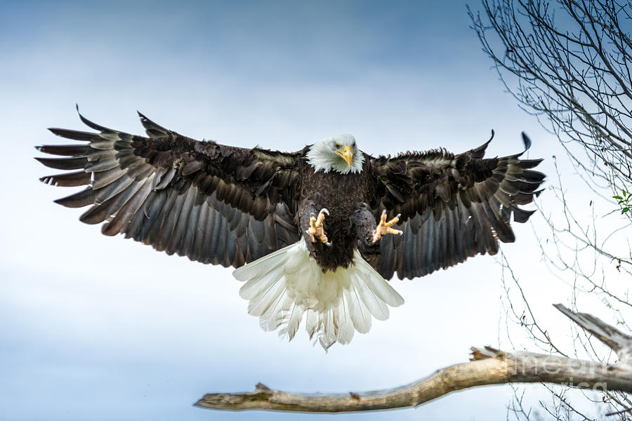 Screaming Eagle Photograph by Phillip Rubino