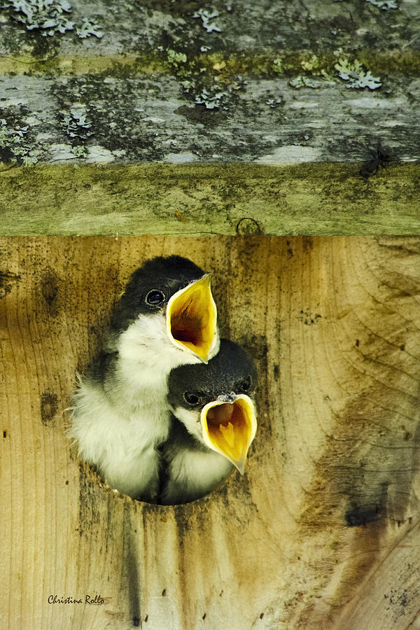 Baby Birds Screaming Hungry Photograph by Christina Rollo