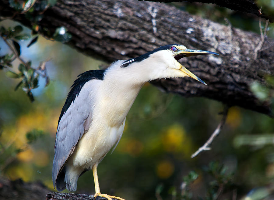 Screaming Night Heron Photograph by Kenneth Albin