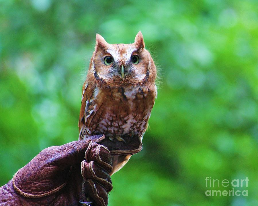 Owl Photograph - Screech by Chuck Hicks
