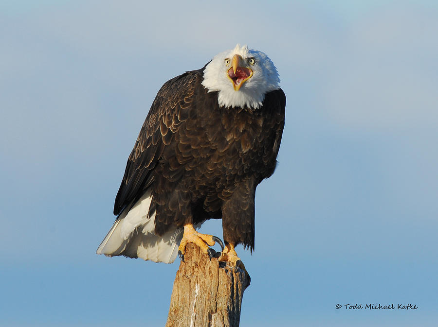 Screech Photograph by On Da Way North Gallery