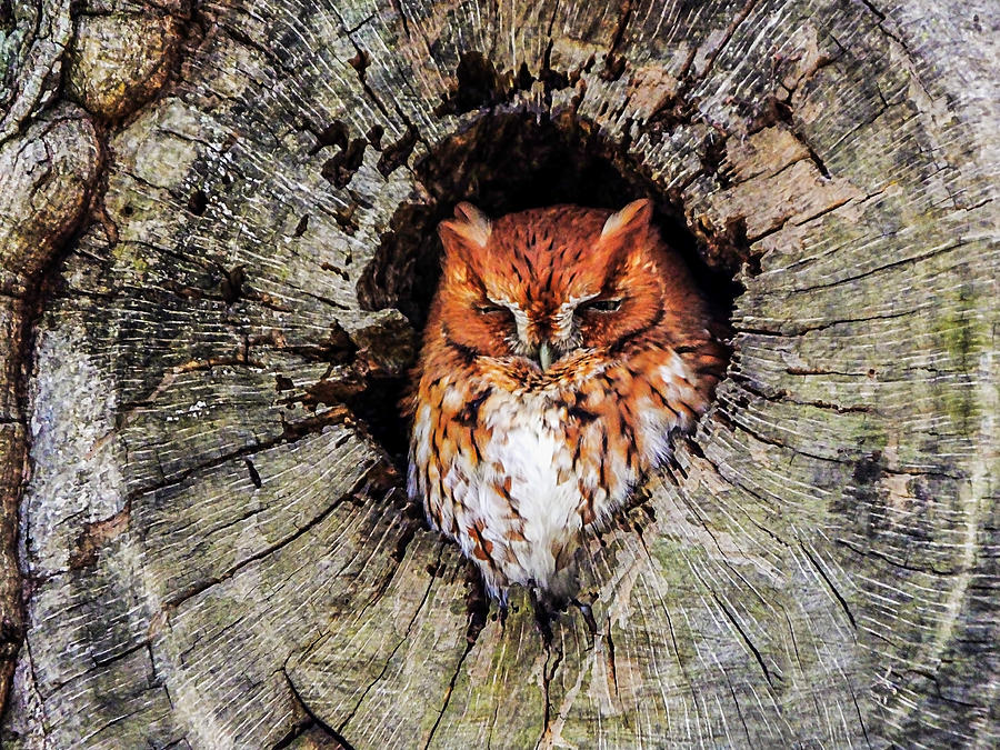 Screech Owl 03 Photograph by Terry Shoemaker - Fine Art America