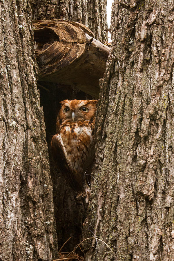 Screech Owl 4 Photograph by Douglas Barnett - Fine Art America