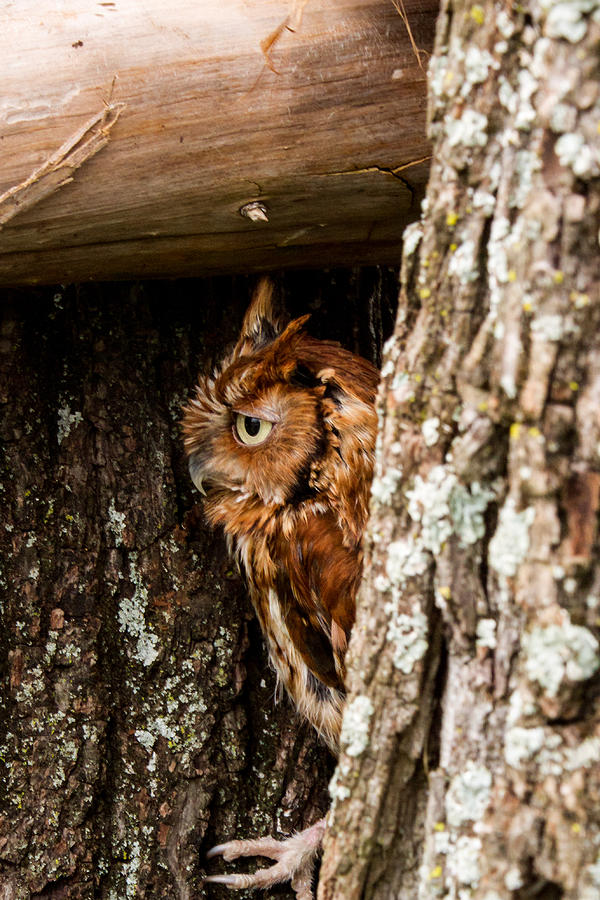 Screech Owl 5 Photograph