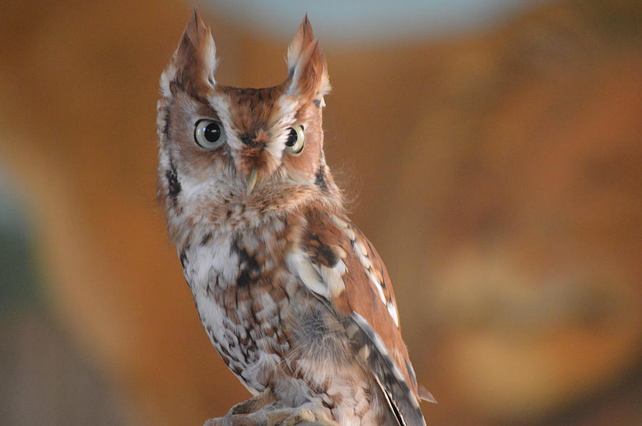 Bird Photograph - Screech  Owl by Brad Kennedy