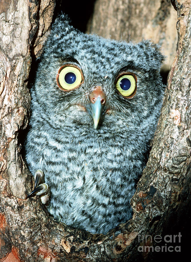 Animal Photograph - Screech Owl Chick by Millard H Sharp
