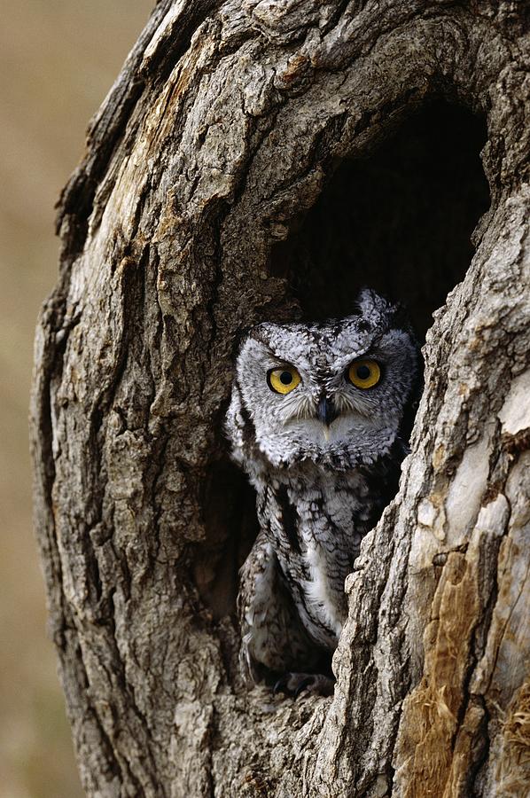 Screech Owl Photograph by David Middleton