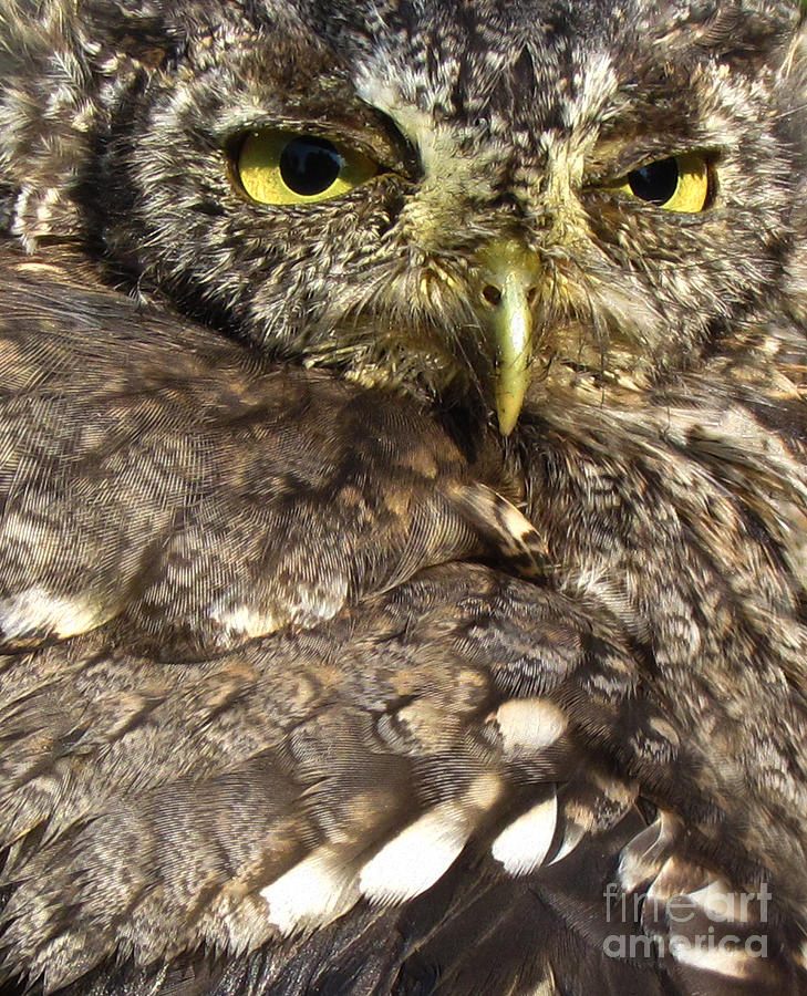 Screech-Owl Photograph by Deborah Johnson