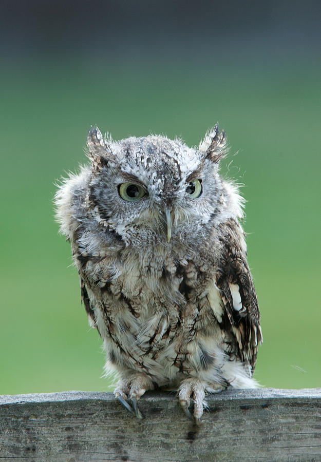 Screech Owl Gray Phase Photograph by Jack Nevitt