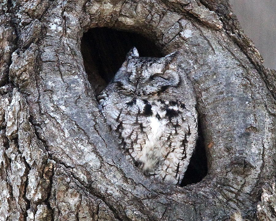 Owl Photograph - Screech Owl by Henry Gray