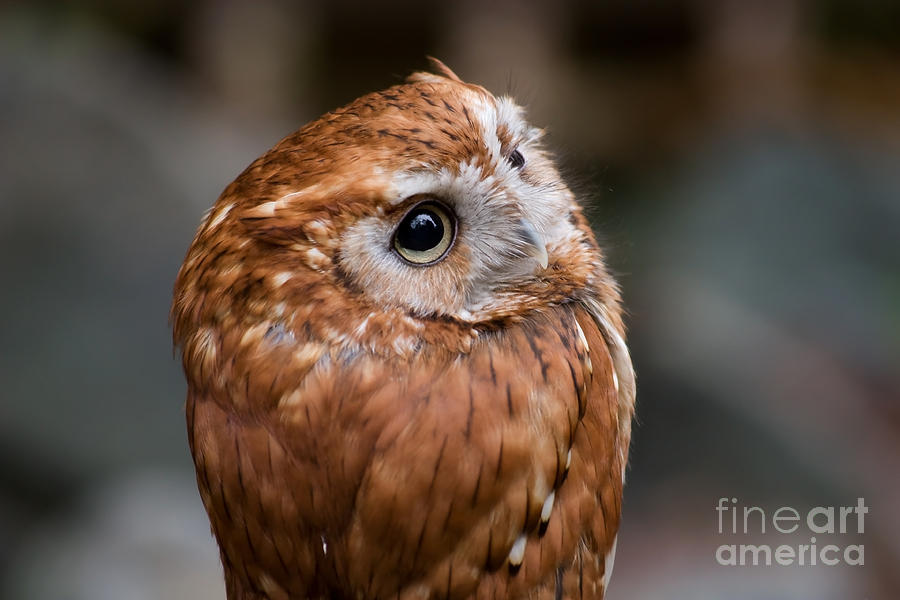 Screech Owl Photograph by Jill Lang