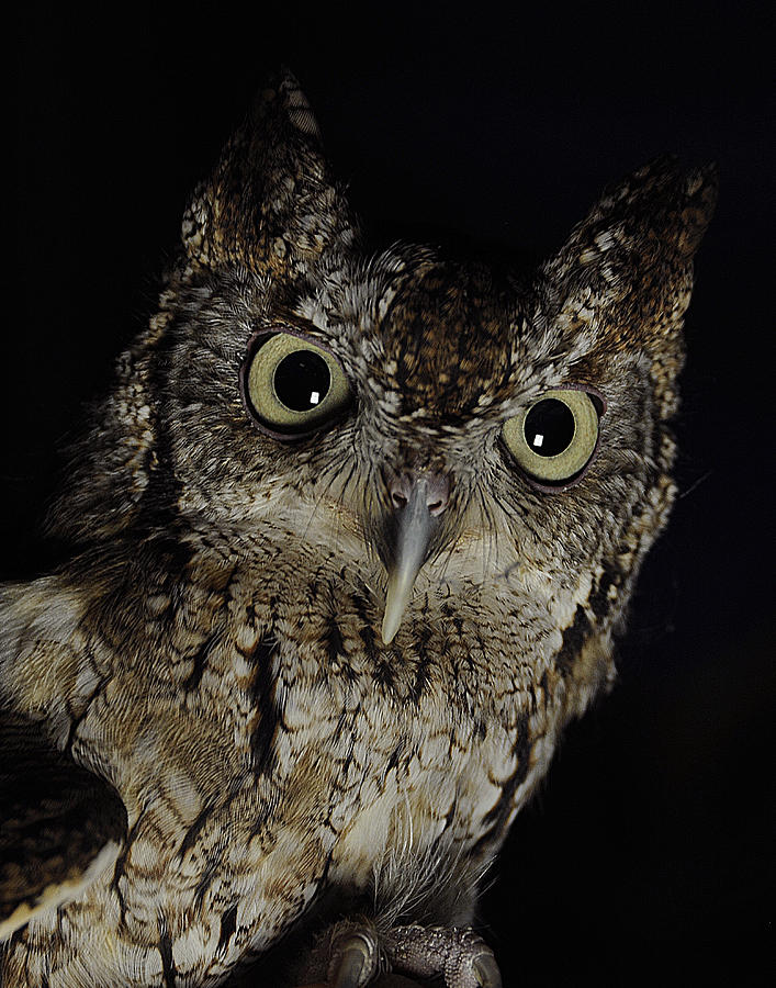 Owl Photograph - Screech Owl by Keith Lovejoy
