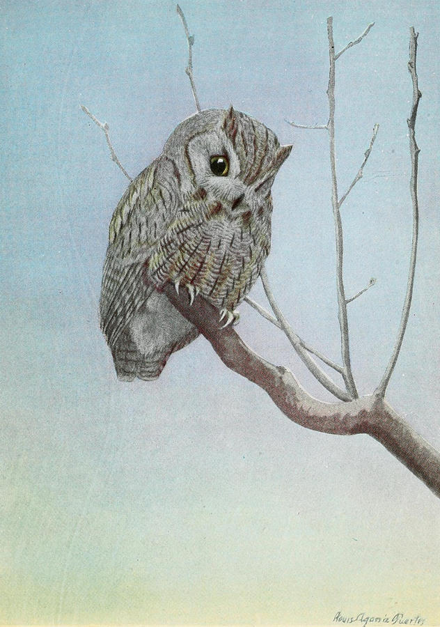 John James Audubon Painting - Screech Owl by Dreyer Wildlife Print Collections 