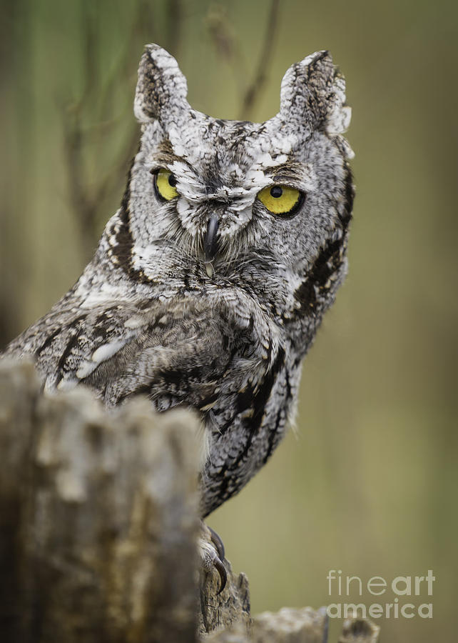 Nature Photograph - Screech Owl by Michael Goodell