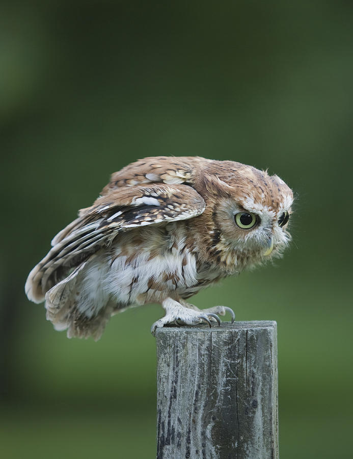 Screech Owl on Fence post Photograph by Jack Nevitt