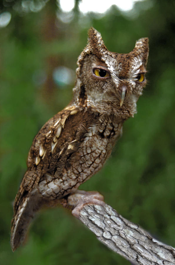 Screech Owl. Seminole County. Photograph by Chris  Kusik