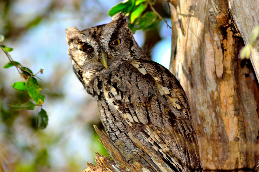 Screech Owl Photograph by Shannon Harrington