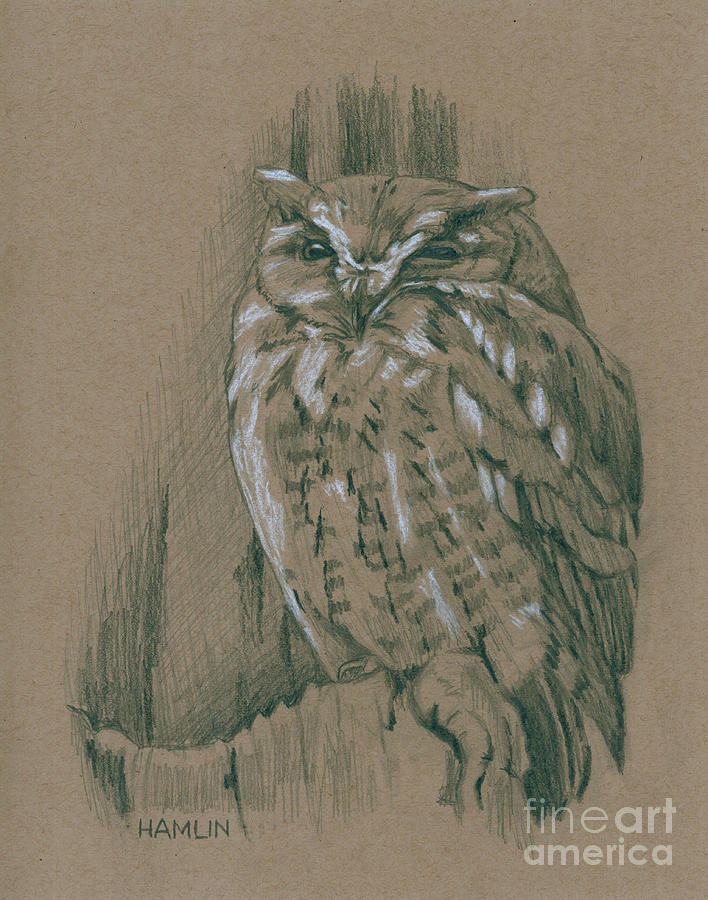 Screech Owl Drawing by Steve Hamlin