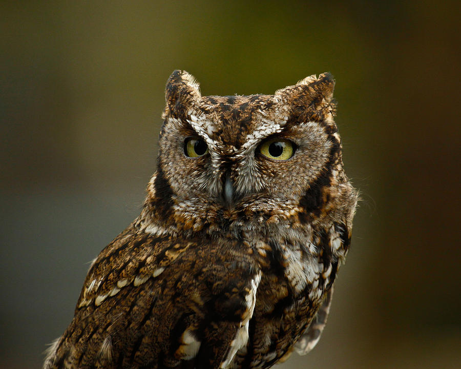Screech Owl Photograph by Steve McKinzie