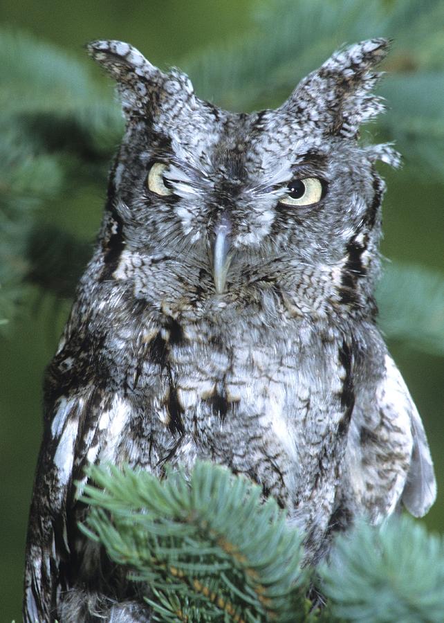 Owl Photograph - Screech Owl Straight On by Larry Allan