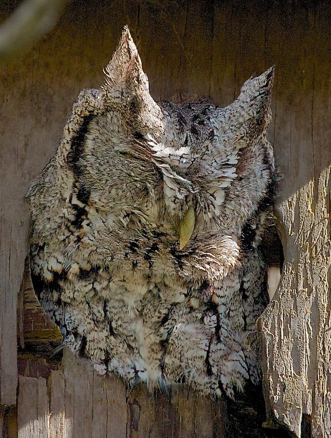 Screech-Owl Photograph by Stuart Litoff
