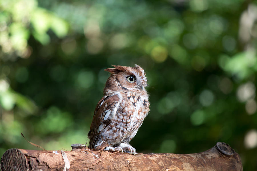 Screech Owl Photograph by Susan Jensen