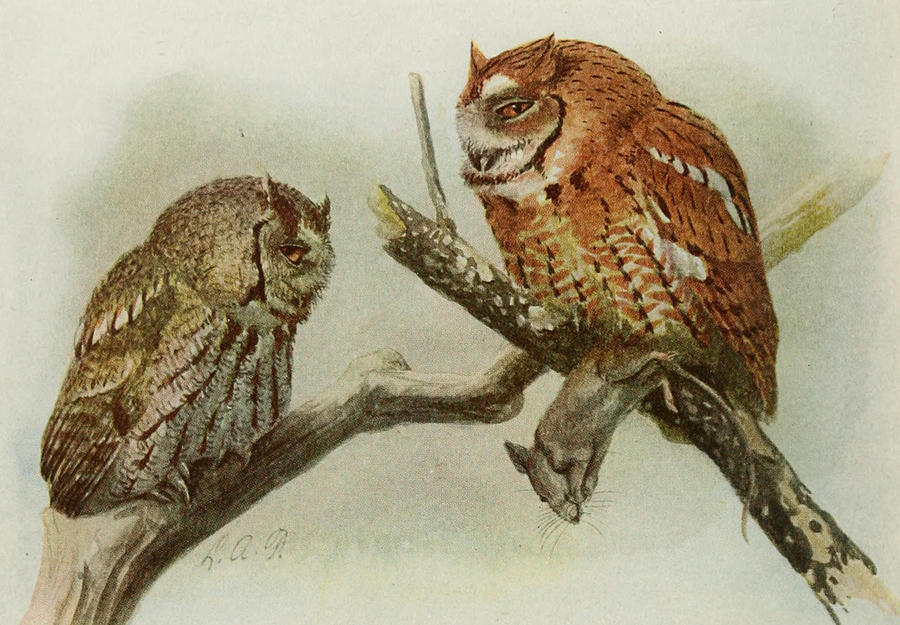 John James Audubon Painting - Screech Owls by Dreyer Wildlife Print Collections 