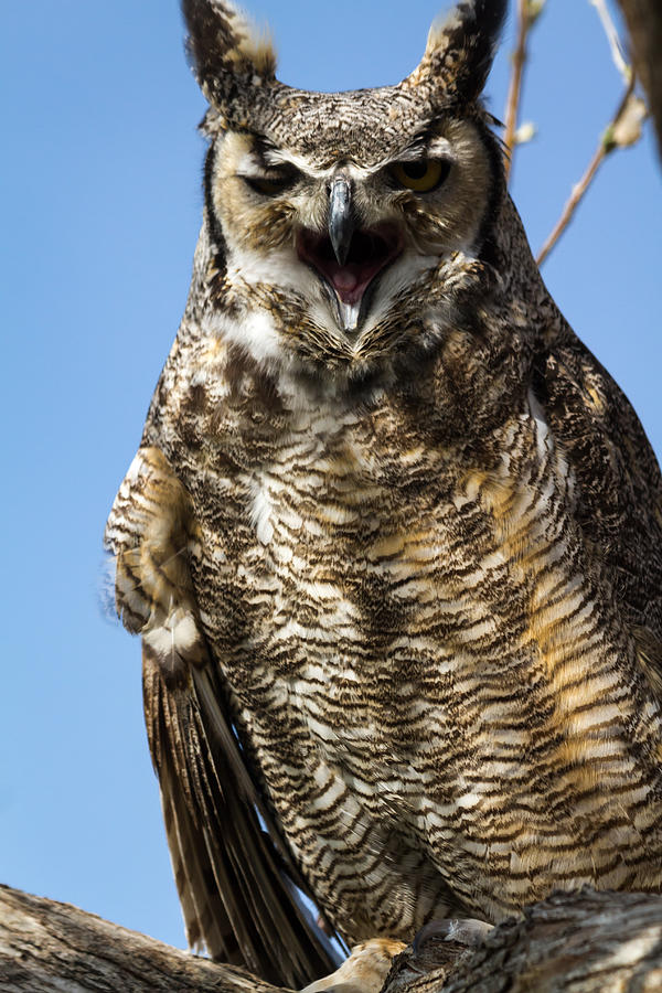 Screeching Great Horned Owl Photograph by Teri Virbickis
