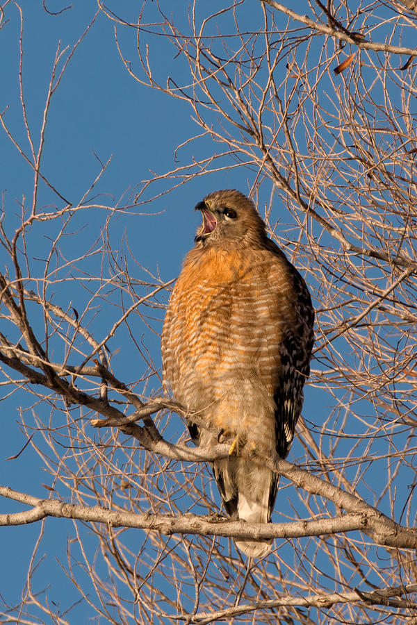 Screeching Red-shouldered Hawk Photograph by Kathleen Bishop