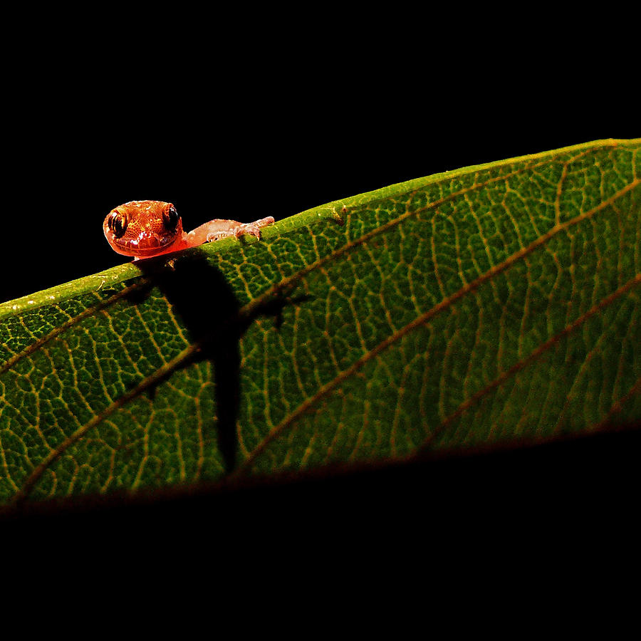 Baby Gecko Photograph by Stuart Harrison