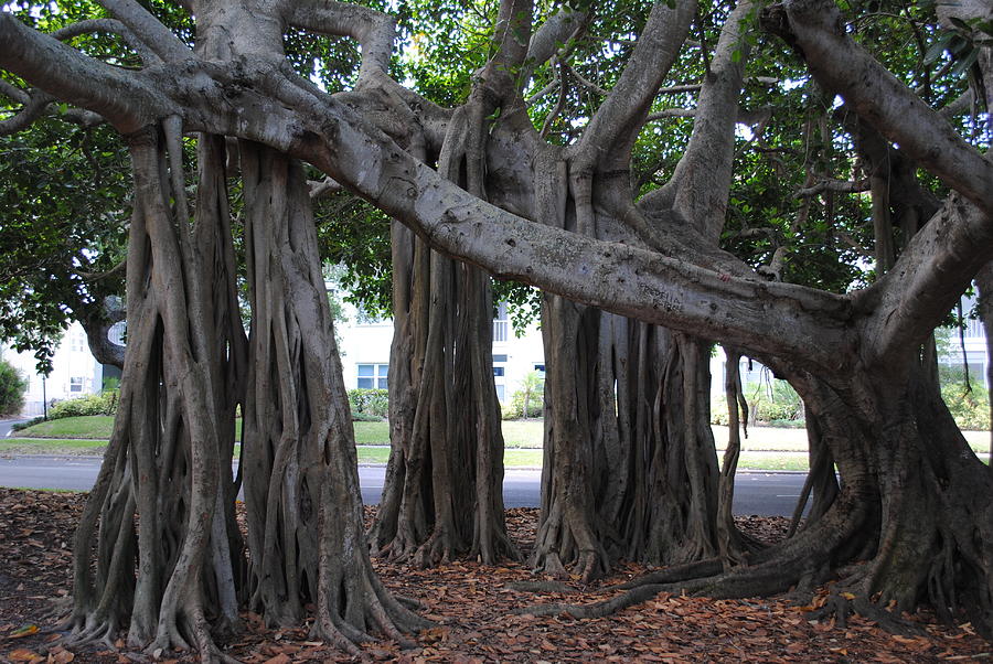 Screw Trees In Florida Photograph By Tammy Burgess - Fine Art America