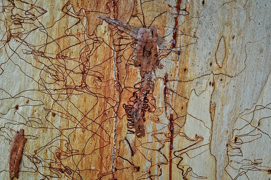 Scribbly Gum Art B Photograph by Peter Kneen