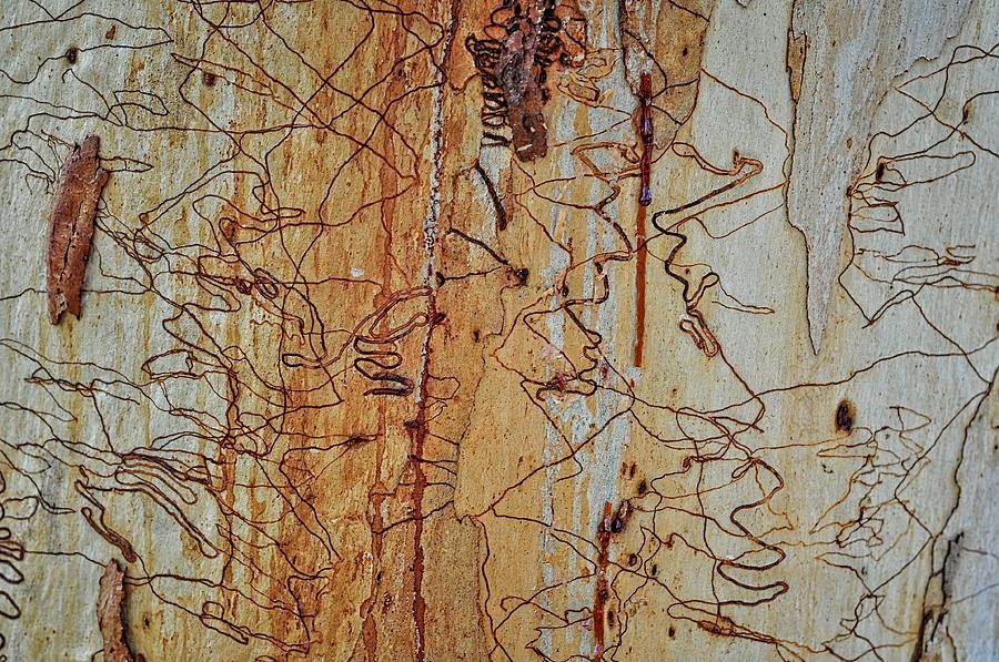 Scribbly Gum Art C Photograph by Peter Kneen