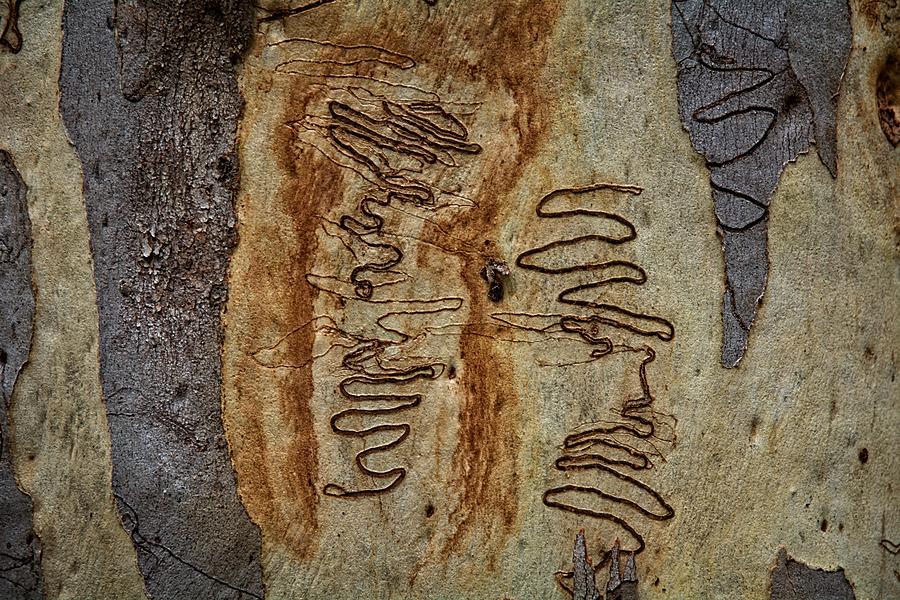 Scribbly Gum Art E Photograph by Peter Kneen