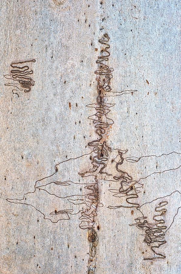 Scribbly Gum Art Portrait A Photograph by Peter Kneen