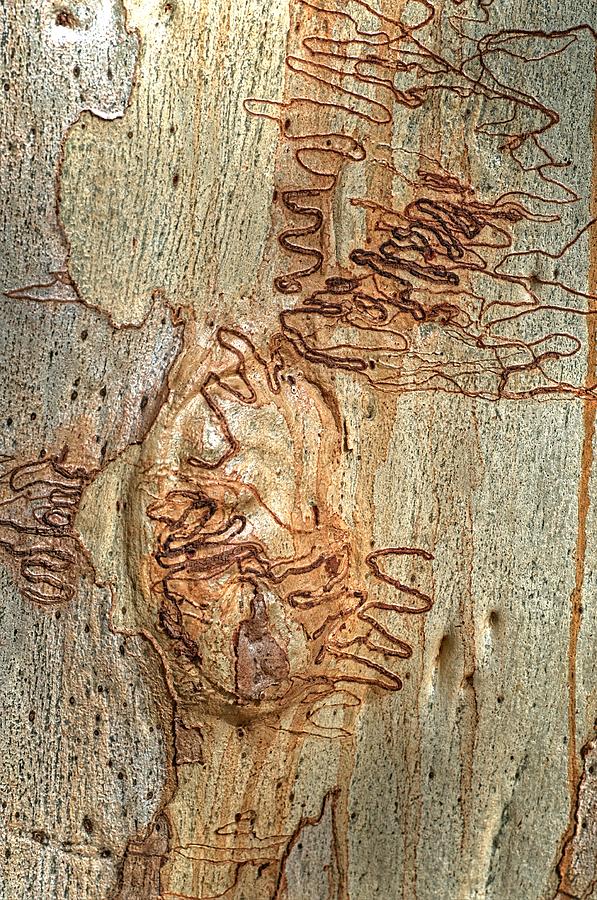 Scribbly Gum Art Portrait B Photograph by Peter Kneen