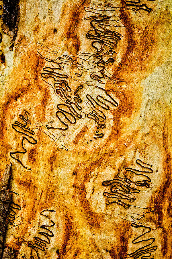 Scribbly Gum Art Portrait F Photograph by Peter Kneen