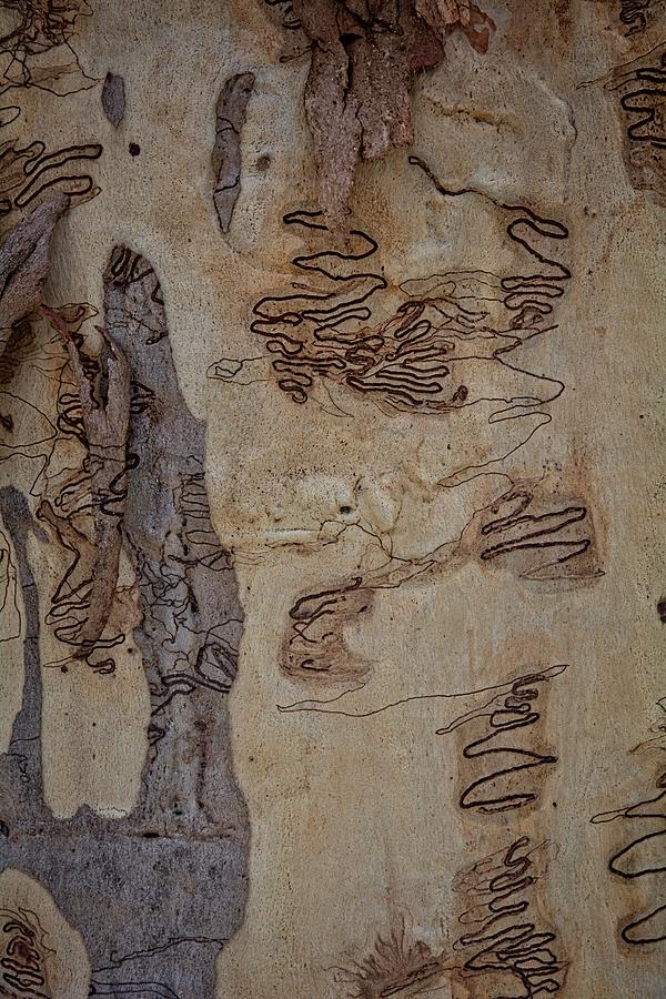 Scribbly Gum Art Portrait G Photograph by Peter Kneen