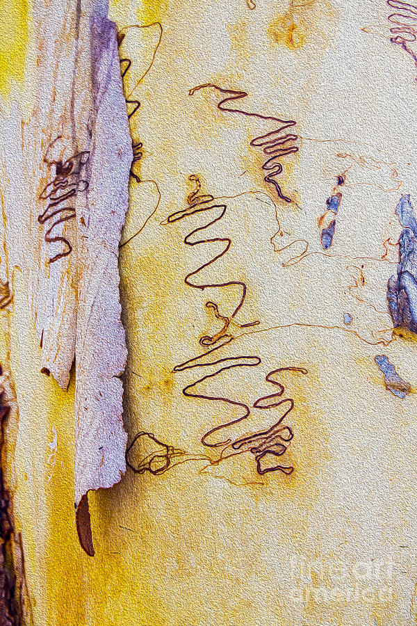 Scribbly gum bark  Photograph by Sheila Smart Fine Art Photography