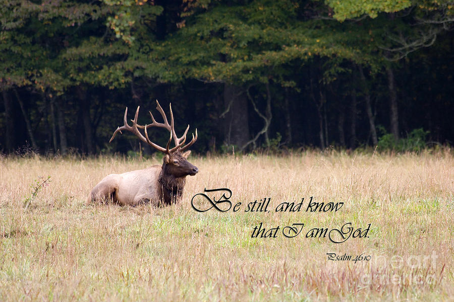 Scripture Photo with Elk Sitting Photograph by Jill Lang