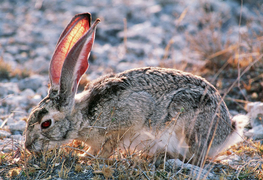 Scrub Hare Photograph by Tony Camacho/science Photo Library