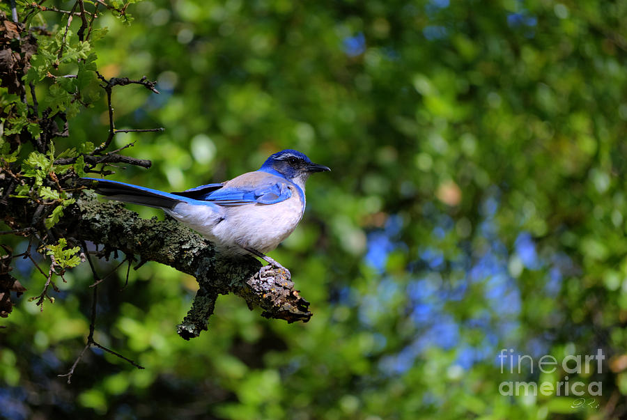 Scrub-Jay Photograph by Diego Re - Fine Art America