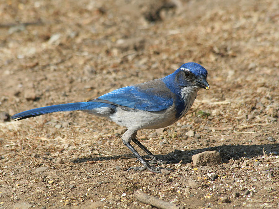 Scrub Jay Photograph by Bob and Jan Shriner - Fine Art America