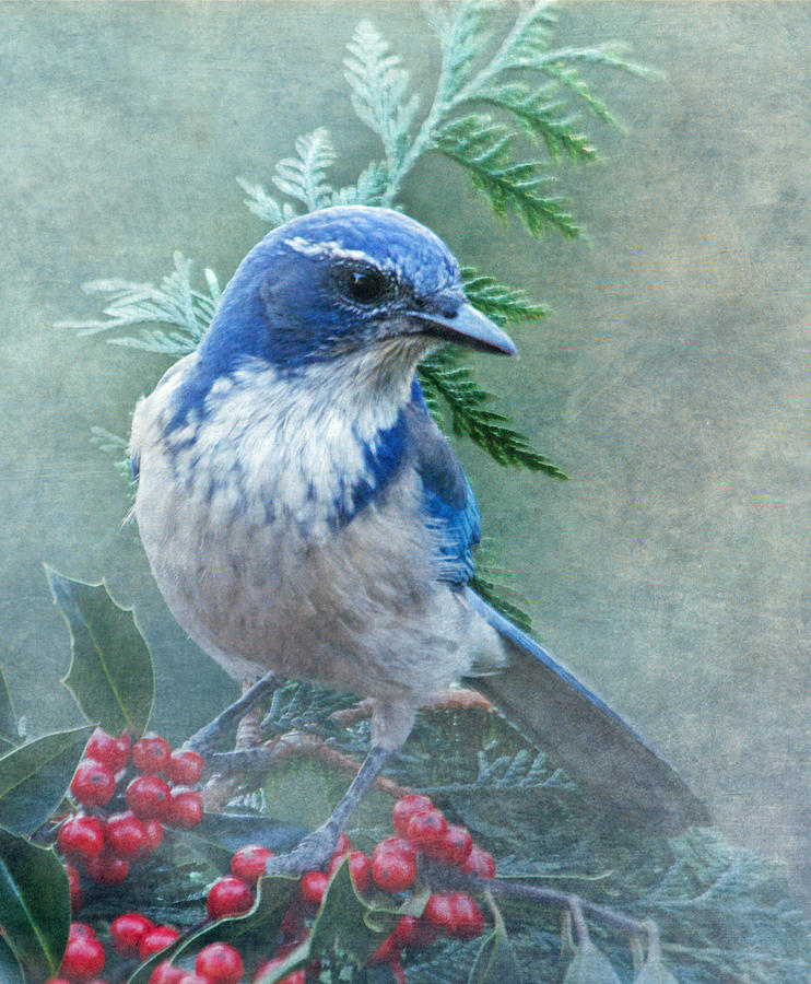 Scrub Jay Christmas Photograph by Angie Vogel
