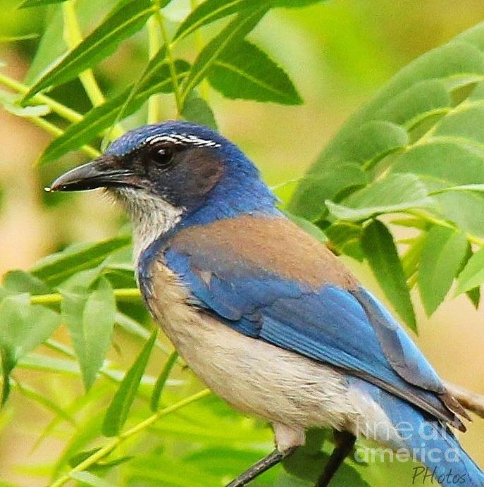 Scrub Jay Photograph by Browne and Huettner Fine Art - Pixels