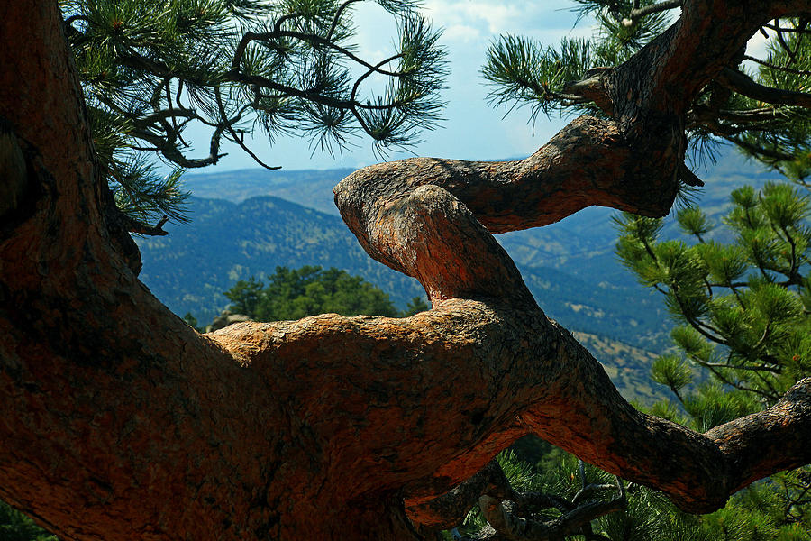 Scrub Pine Photograph by Mike Flynn