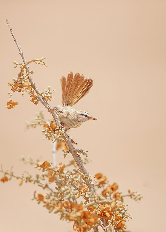 Animal Photograph - Scrub Warbler by Shlomo Waldmann