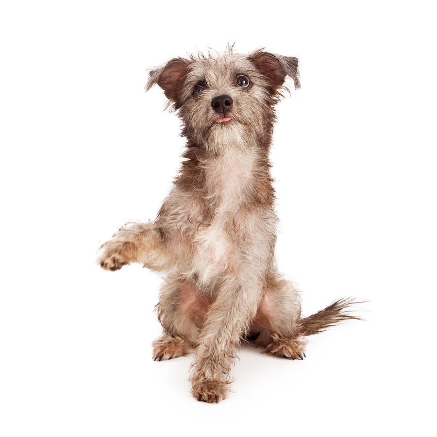 Dog Photograph - Scruffy Terrier Puppy Shaking Paw by Good Focused