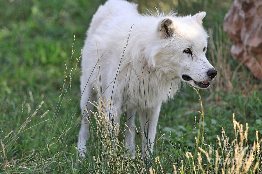 Scruffy White Wolf Photograph by Kate Purdy